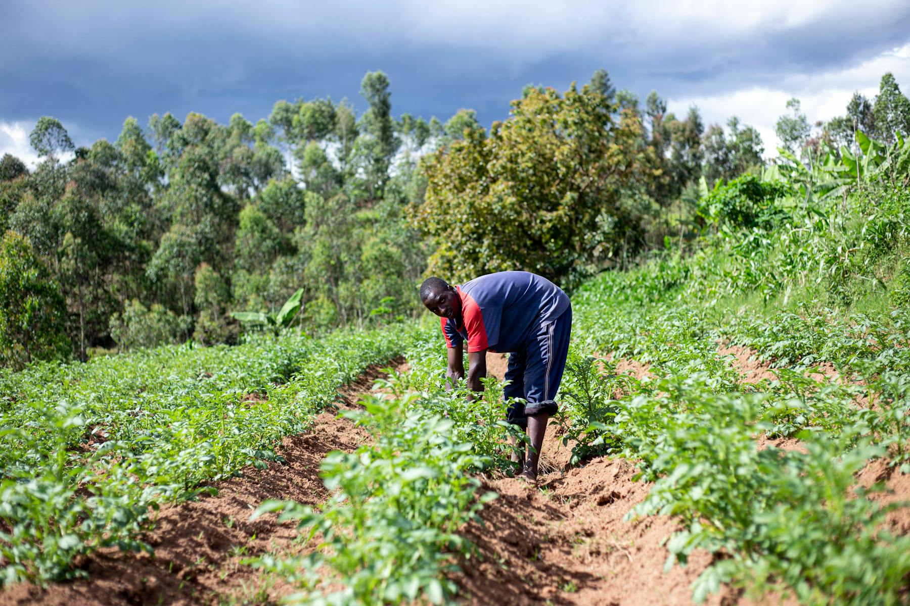 Farmer working in a lush agricultural field