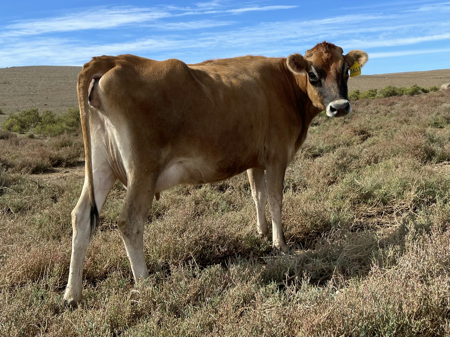 Dairy cow in a field