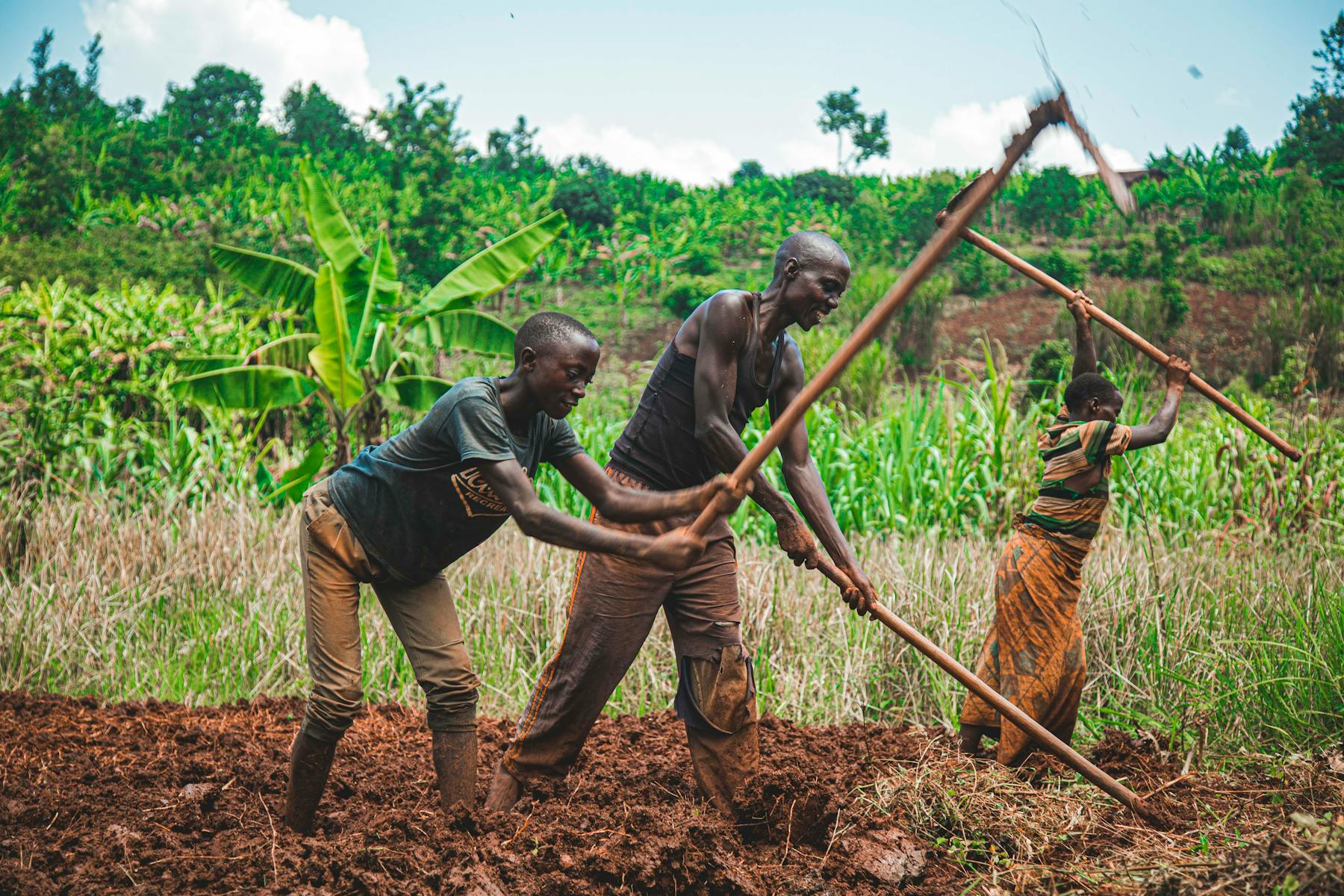Farmers working together in a field