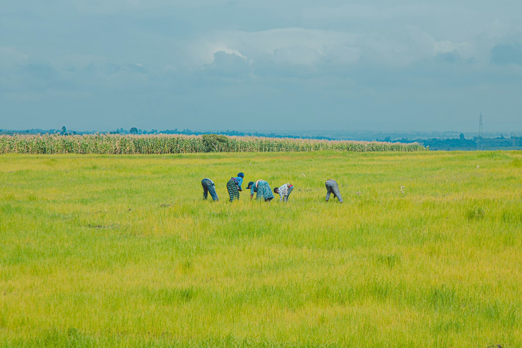 Farm workers in a green agricultural field